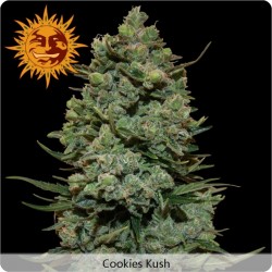 Cookie Kush femminilizzata - Barney's Farm