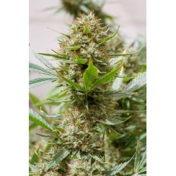 Strawberry Amnesia Feminisiert - Dinafem