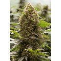 Amnesia Kush Feminisiert - Dinafem