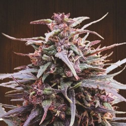 Purple Haze x Malawi Feminized - Ace Seeds