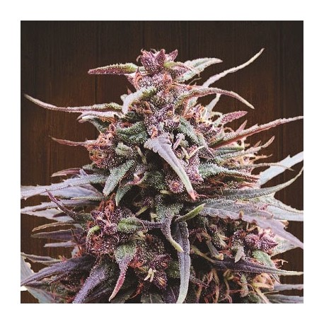 Purple Haze x Malawi - Ace Seeds