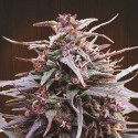 Purple Haze x Malawi Feminisiert - Ace Seeds