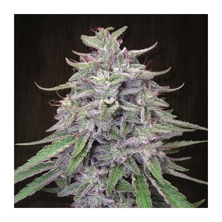 Bangi Haze - Ace Seeds