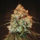 Bangi Haze - Ace Seeds