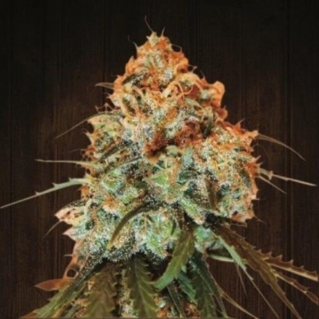 Bangi Haze - Ace Seeds