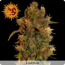 8 Ball Kush Feminized - Barney's Farm