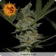 8 Ball Kush femminilizzata - Barney's Farm