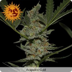 8 Ball Kush feminized - Barney's Farm