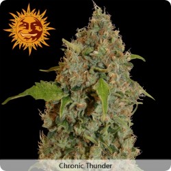 Chronic Thunder Feminized - Barney's Farm