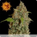 Chronic Thunder feminized - Barney's Farm