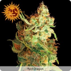 Red Dragon feminized - Barney's Farm