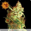 Red Dragon Feminized - Barney's Farm