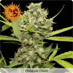 Pineapple Chunk femminilizzata - Barney's Farm