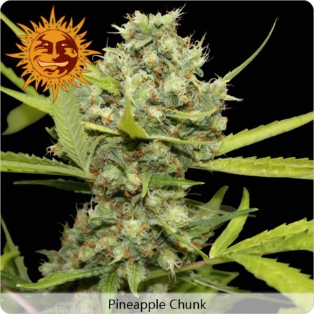 Pineapple Chunk féminisées - Barney's Farm