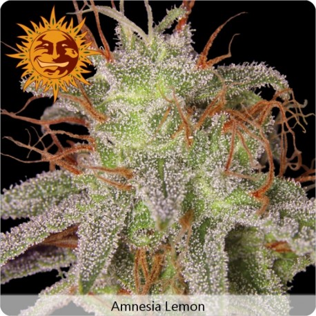 Amnesia Lemon féminisées - Barney's Farm