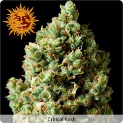 Critical Kush Feminisiert - Barney's Farm