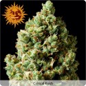 Critical Kush feminized - Barney's Farm