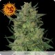 Critical Kush femminilizzata - Barney's Farm