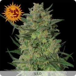 LSD Feminizadas - Barney's Farm