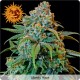 Critical Kush Feminisiert - Barney's Farm