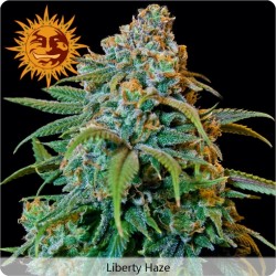 Liberty Haze feminized - Barney's Farm