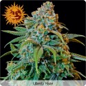 Liberty Haze femminilizzata - Barney's Farm