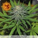 Pineapple Express Auto féminisées - Barney's Farm