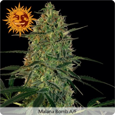 Malana Bomb Auto floraison féminisées de Barney's Farm