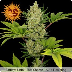 Blue Cheese Auto femminilizzata - Barney's Farm