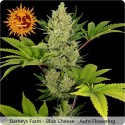 Blue Cheese Auto Feminisiert - Barney's Farm