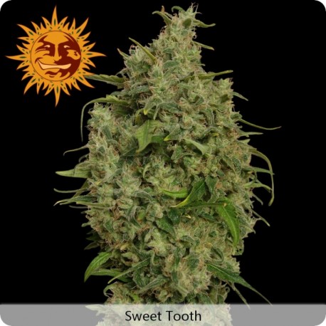 Sweet Tooth Feminizadas - Barney's Farm