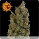 Critical Kush Feminized - Barney's Farm