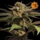 Critical Kush femminilizzata - Barney's Farm