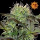 Critical Kush femminilizzata - Barney's Farm