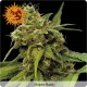 Amnesia Lemon femminilizzata - Barney's Farm