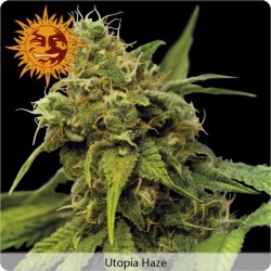 Utopia Haze féminisées - Barney's Farm