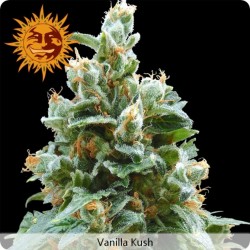 Vanilla Kush feminized - Barney's Farm