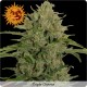 Amnesia Lemon Feminized - Barney's Farm