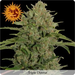 Triple Cheese feminized - Barney's Farm