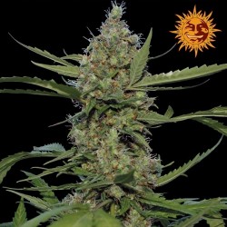 Laughing Buddha Feminized - Barney's Farm