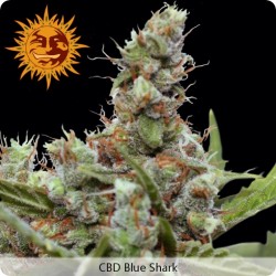 CBD Blue Shark Feminized - Barney's Farm