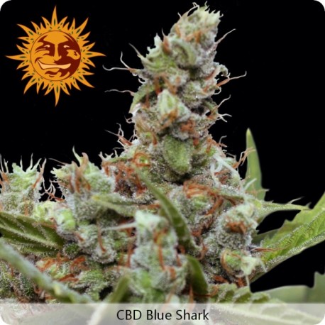 CBD Blue Shark feminisées - Barney's Farm