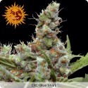 CBD Blue Shark feminized - Barney's Farm