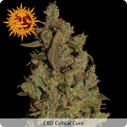 CBD Critical Cure feminisées - Barney's Farm