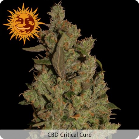 CBD Blue Shark feminized - Barney's Farm
