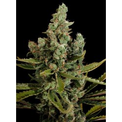 Cheese feminized - Dinafem