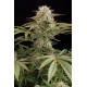 Cheese Feminized - Dinafem