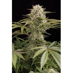 Kush'n Cheese Feminized - Dinafem