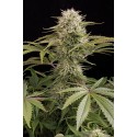 Kush'n Cheese féminisée - Dinafem