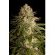 Cheese feminized - Dinafem